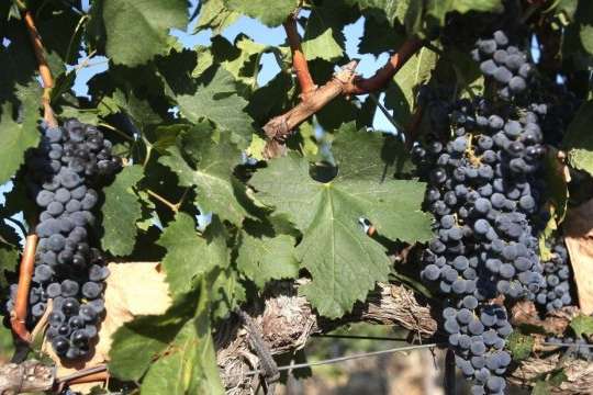 Окупанти в Криму хочуть висаджувати спеціальні саджанці винограду 