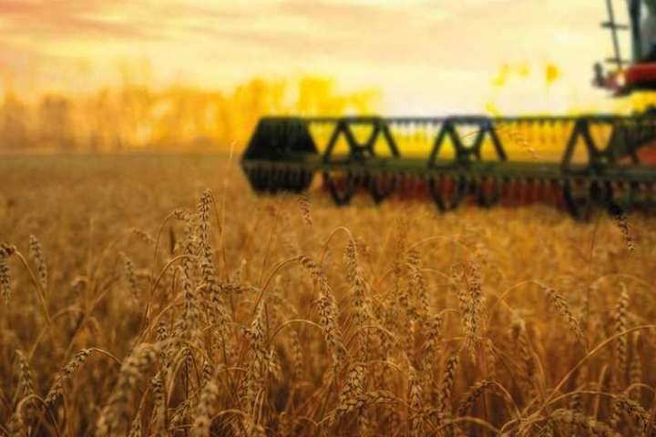 В Україні майже закінчився збір ранніх зернових: який врожай цього року