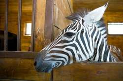 У Харкові з екопарку втекла зебра: людей просять не ловити її самотужки