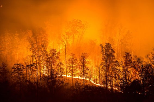 Лісова пожежа на Канарах: площа постраждалих районів становить 1 тис. га