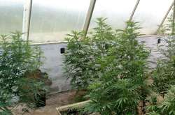 Чоловік облаштував парник, в якому вирощував коноплі