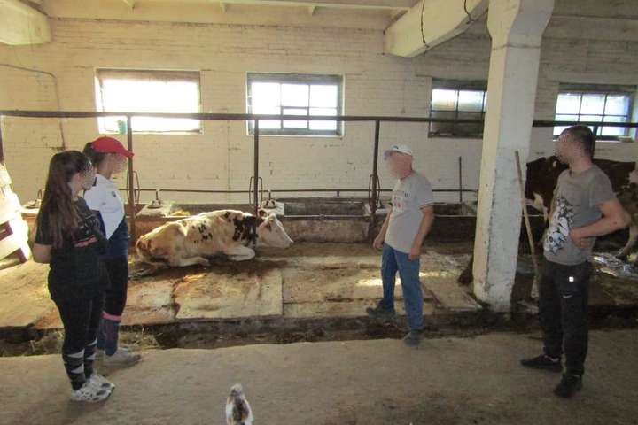 Зловмисник збирався викрасти з ферми корову - Хотів викрасти корову: під Києвом молодик вчинив розбій на фермі