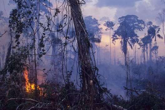 В Амазонському дощовому лісі цього року зареєстрували рекордну кількість пожеж