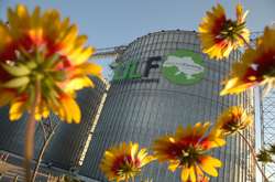 В Укрлендфармінгу зберегли площі під посіви озимого ріпака в умовах посухи