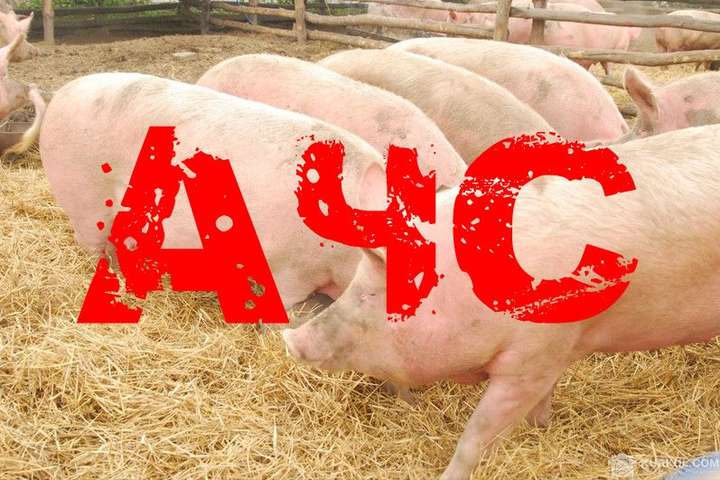На Львівщині знищать майже 100 тисяч свиней через африканську чуму