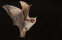 Жительница Луганщины обнаружила в своей квартире колонию летучих мышей (фото)