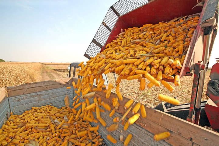 Україна витісняє США з китайського ринку кукурудзи через торговельну війну Трампа