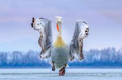 Опубликованные фото птиц, которые очаровывают красотой