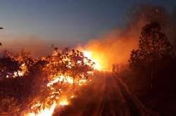 Фінляндія пропонує заборонити бразильську яловичину через пожежі