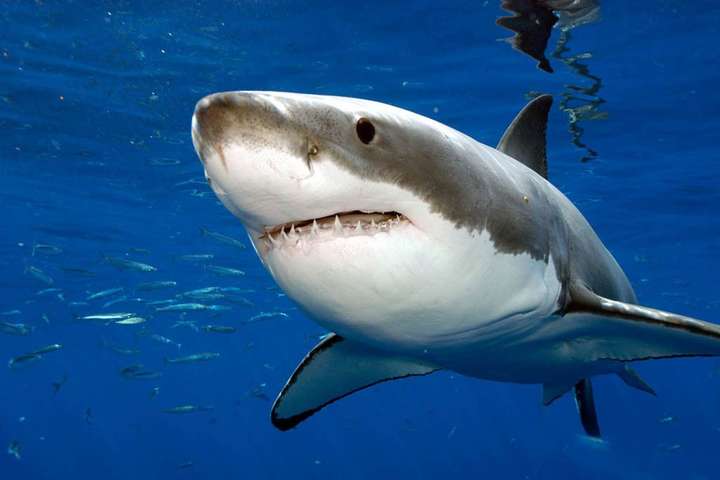Більше сотні країн домовилися посилити захист акул і скатів