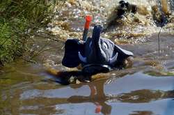 Грязно, но весело. В Уэльсе прошел чемпионат мира по подводному плаванию