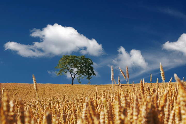 Світовий банк виділив Україні $200 млн на розвиток сільського господарства