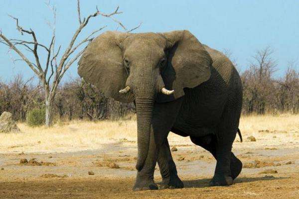 Африканських слонів заборонили продавати у зоопарки і цирки