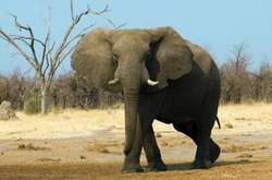Африканських слонів заборонили продавати у зоопарки і цирки