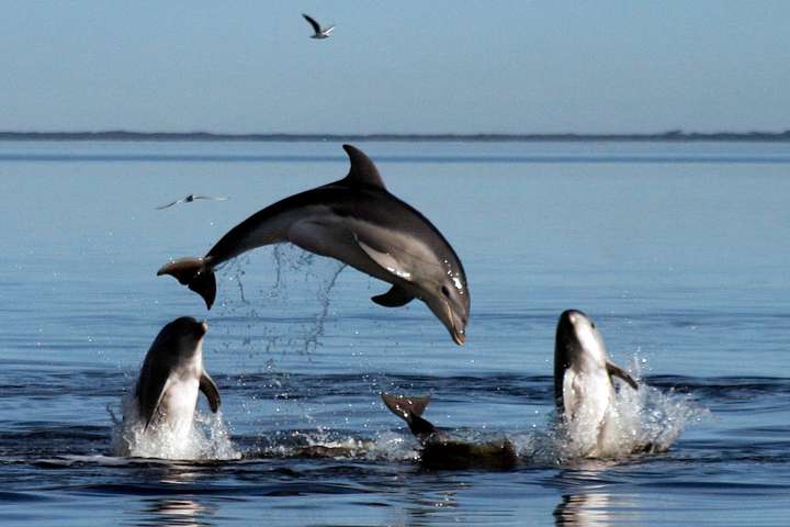 Новая Зеландия запретила туристам плавать с бутылконосыми дельфинами
