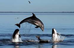 Новая Зеландия запретила туристам плавать с бутылконосыми дельфинами