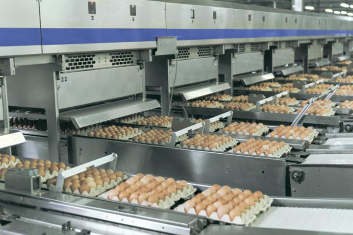 «Авангард» за півроку суттєво збільшив виробництво і експорт українських яєць 