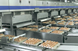 «Авангард» за півроку суттєво збільшив виробництво і експорт українських яєць 