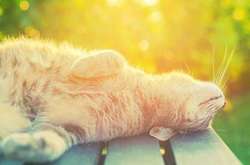 Синоптики прогнозують 30-градусну спеку ще мінімум на десять днів