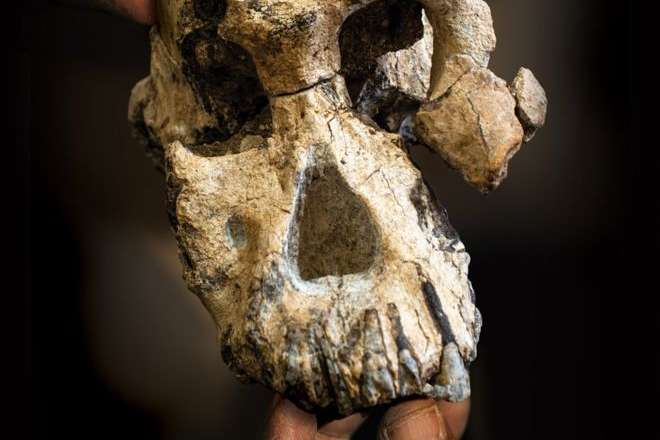 В Ефіопії знайшли череп людини віком 3,8 млн років