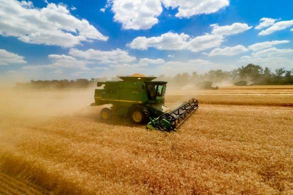 Жнива в Україні: вже намолочено майже 40 млн тонн зерна