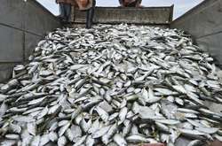 Євросоюз обмежить вилов риби в Балтійському морі