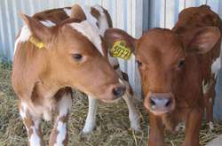 На Вінниччині розпочався прийом документів на дотацію за утримання молодняку великої рогатої худоби