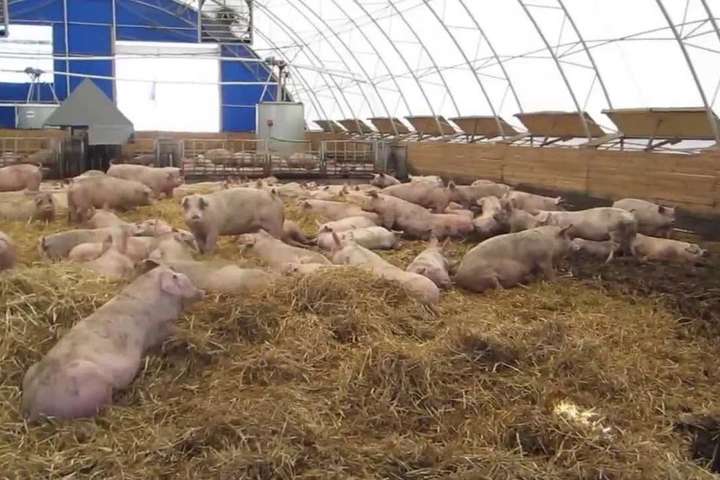 На Львівщині 49 тисяч туш свиней утилізовано через спалах африканської чуми