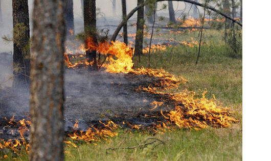 На Дніпропетровщині згоріло 3,2 га лісового масиву