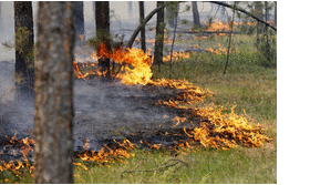На Дніпропетровщині згоріло 3,2 га лісового масиву