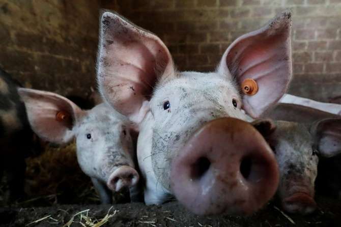Африканська чума свиней вразила Кіровоградщину
