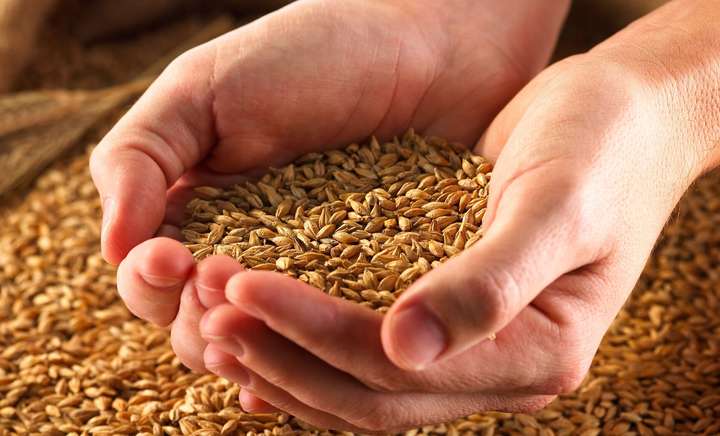Україна стала основним постачальником пшениці до країн Євросоюзу 
