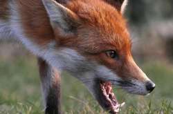 На Рівненщині через скажену лисицю оголосили карантин на два місяці 