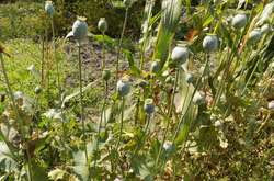 Поліцейські вилучили майже 10 000 рослин маку та конопель у жителів області