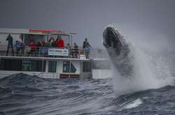 Гигантский горбатый кит устроил туристам незабываемое шоу