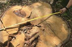 На Харківщині СБУ оголосила підозру працівнику держлісгоспу в заподіянні шкоди на 8 млн