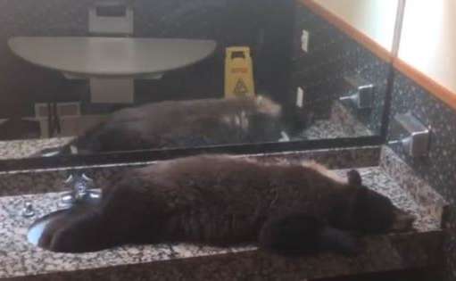 У США ведмідь пробрався в готель і заснув на вмивальнику 