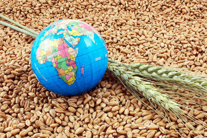 Україна збільшила на третину експорт зернових