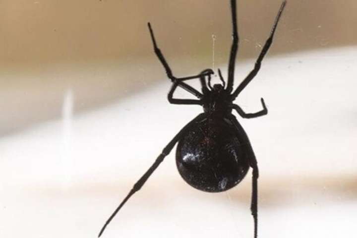 Британець спровокував смертельну ДТП, бо злякався павука