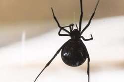  Переляканий чоловік спробував змахнути павука і не впорався з керуванням 