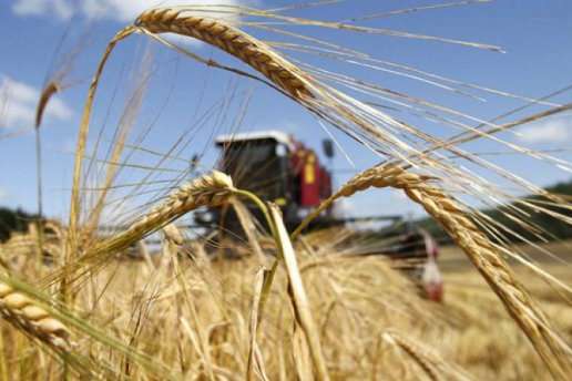Україна за пів року експортувала пшениці на $1,87 млрд
