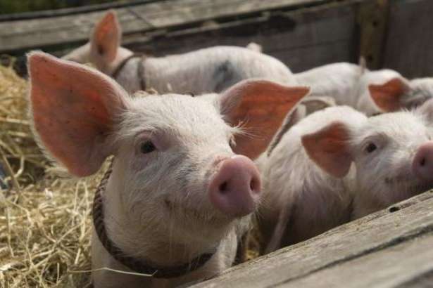 На Львівщині через африканську чуму утилізували майже 73 тис. туш свиней