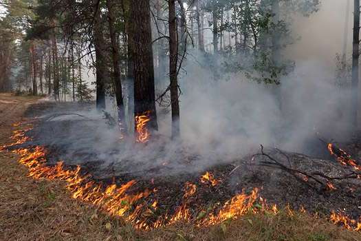 Під Житомиром горить ліс: вогонь охопив 100 гектарів