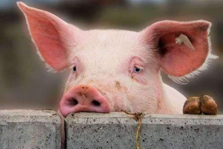 На Львівщині через АЧС знищили майже 73 тисяч свиней