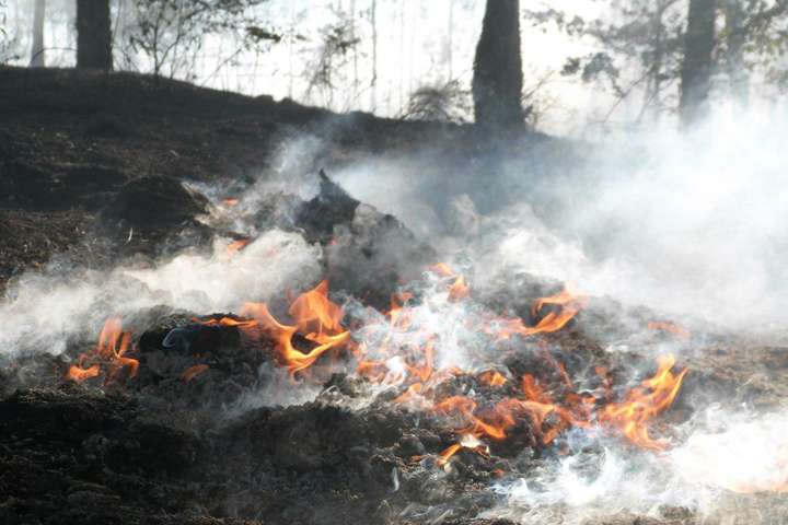 Київ у вогні: за добу ліквідовано 13 займань у лісах (фото)