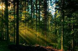 Зеленський доручив створити новий національний парк на місці ліквідованого при Януковичі