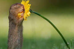 Фото суслика с цветком сделало голландца известным на весь мир