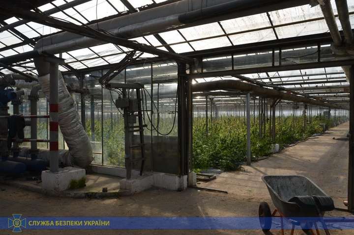На Прикарпатті викрили гігантську теплицю з марихуаною на ‎50 млн євро