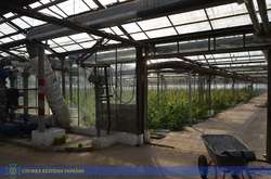 На Прикарпатті викрили гігантську теплицю з марихуаною на ‎50 млн євро