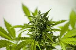 Марихуану визнали лікувальною ще в одній країні